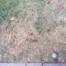 TruGreen - lawn service august, 2015 - Photo 1