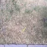 TruGreen - lawn service august, 2015 - Photo 2