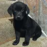 Hoobly - ad was posted for full blooded lab pups for sale, but we were lied to!