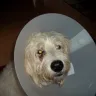 Pooch Hotel - Dog bite