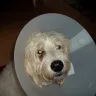 Pooch Hotel - Dog bite - Photo 1