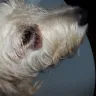 Pooch Hotel - Dog bite - Photo 2