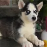 vatican pet cargo ltd - fraud shipping for dog - Photo 1