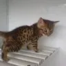 Kittensforadoption.us - FREE Bengal Kitten