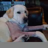 Neverest Labs - elbow dysplasia - Photo 1