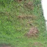 TruGreen - killed my sod after each spray - Photo 4