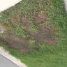 TruGreen - killed my sod after each spray - Photo 6