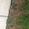 TruGreen - killed my sod after each spray - Photo 9
