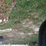 TruGreen - killed my sod after each spray - Photo 11