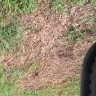TruGreen - killed my sod after each spray - Photo 12
