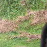 TruGreen - killed my sod after each spray - Photo 13