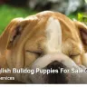 AdorableBulldogs.com - Scam/Lies