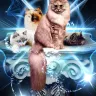 Del Toro Siberians - Selling Siberian Cats