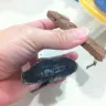 Cadbury - dairy milk products food have worm & webs - Photo 3