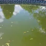 Blue World Pools - Pool - Photo 2