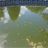 Blue World Pools - Pool - Photo 3