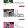 French Bulldog Puppies - Scam sales of French Bulldogs