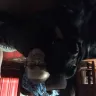 4 Paws For Ability - Autism Assistance dog for my son - Photo 2