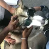 Wix - Alaskan malamute breeder vicky deming has unethical behavior and does not care about her puppies! - Photo 1