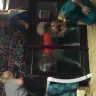 Wix - Alaskan malamute breeder vicky deming has unethical behavior and does not care about her puppies! - Photo 2