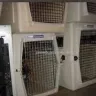 Steve Welch Dog Training - Bad guy - Photo 6