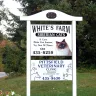 Whites Mini Horse and Donkey Farm - Siberian kittens