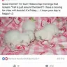 Loveybug Ragdolls - Took my money and ran! - Photo 26