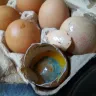 Shoppers Drug Mart - old eggs appear green when opened. - Photo 2
