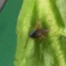 Woolworths - 'washed and ready to use' spinach - Photo 1