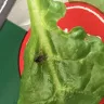 Woolworths - 'washed and ready to use' spinach - Photo 2