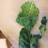 Panera Bread - salad with wilted greens - Photo 1