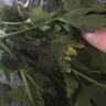 Woolworths - parsley