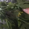 Woolworths - parsley - Photo 1