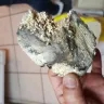 Costco - mold in food - Photo 2