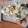 Costco - mold in food - Photo 3