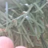 Balsam Hill - 6.5 ft blue spruce xmas tree - Photo 1