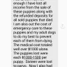 Jennifer Eberhardt Jennipooh Puppies - Schnauzer puppy