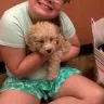Larisa Solomon - Toy poodle purchase