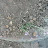 Telkom SA SOC - fiber optics : digging in garden - Photo 2