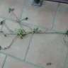 Telkom SA SOC - fiber optics : digging in garden - Photo 3