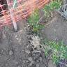 Telkom SA SOC - fiber optics : digging in garden - Photo 7