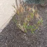 Re/Max - Paid for landscaping such a shame, got scammed! Got scammed on sale purchase of the home too from gina sullivan - Photo 3