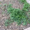 Re/Max - Paid for landscaping such a shame, got scammed! Got scammed on sale purchase of the home too from gina sullivan - Photo 6