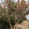 Re/Max - Paid for landscaping such a shame, got scammed! Got scammed on sale purchase of the home too from gina sullivan - Photo 8