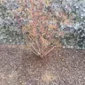 Re/Max - Paid for landscaping such a shame, got scammed! Got scammed on sale purchase of the home too from gina sullivan - Photo 18