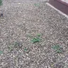 Re/Max - Paid for landscaping such a shame, got scammed! Got scammed on sale purchase of the home too from gina sullivan - Photo 23