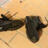 Ecco - leather boots - Photo 4