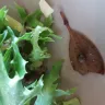 Coles Supermarkets Australia - 4 leaf salad - Photo 1