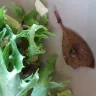 Coles Supermarkets Australia - 4 leaf salad - Photo 3