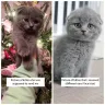 Facebook - Scottish fold kitten - Photo 3